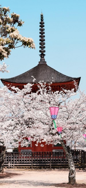 浪漫樱花景色摄影手机壁纸