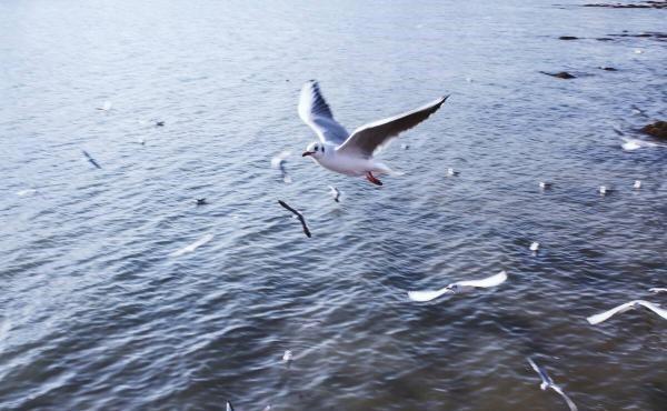海滩边欢快的海鸥飞行图片