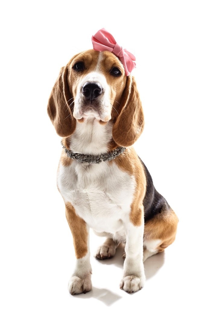 穿着服饰的可爱巴吉度犬狗狗摄影图片集