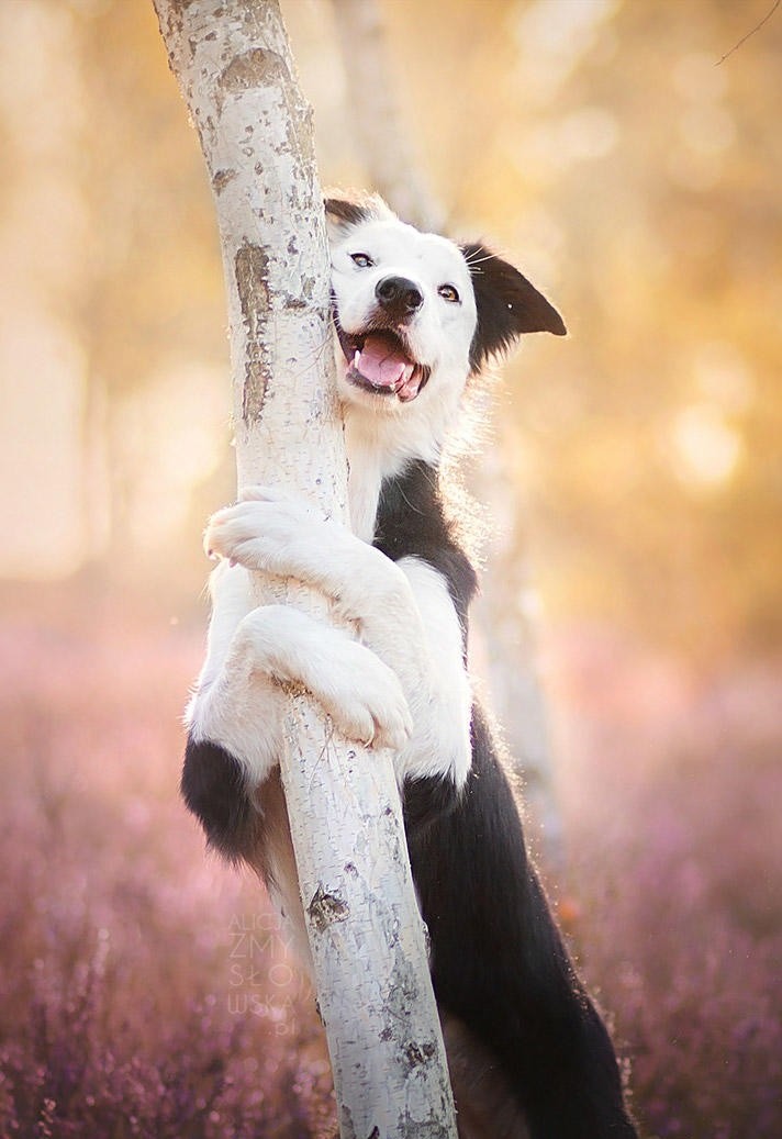 抱树玩耍的边牧犬图片
