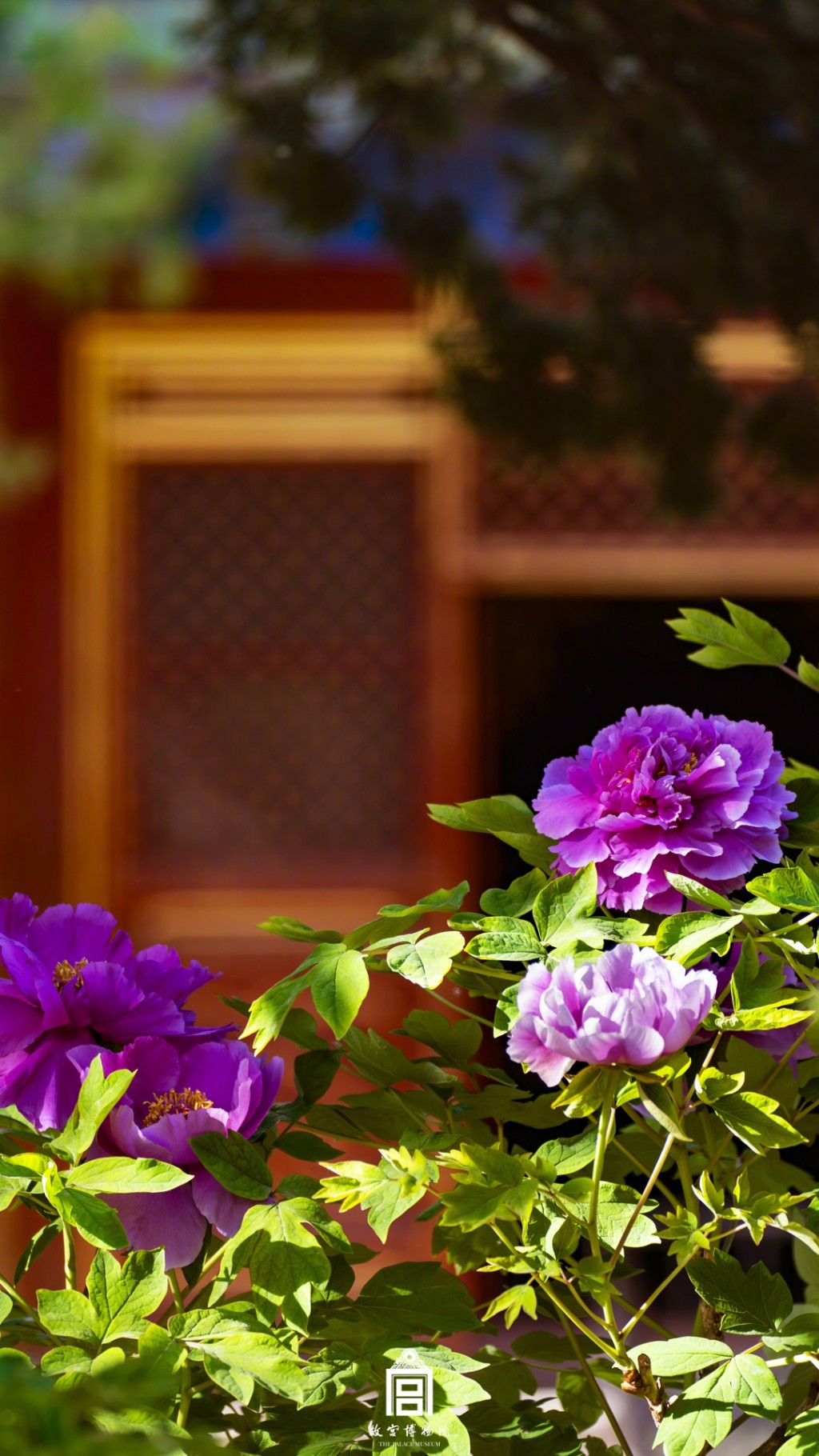 紫禁城的牡丹花
