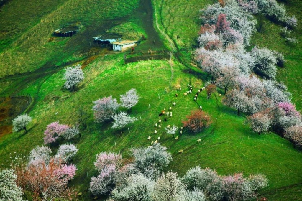 新疆伊犁唯美春天风景图片