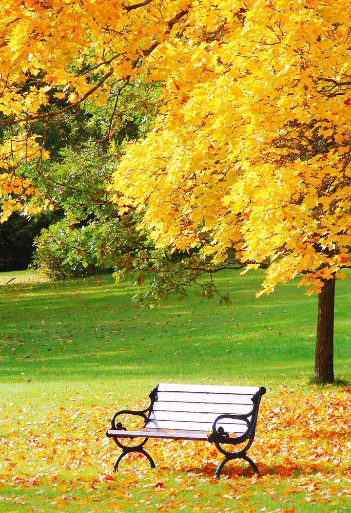 秋天公园里的座椅风景图片