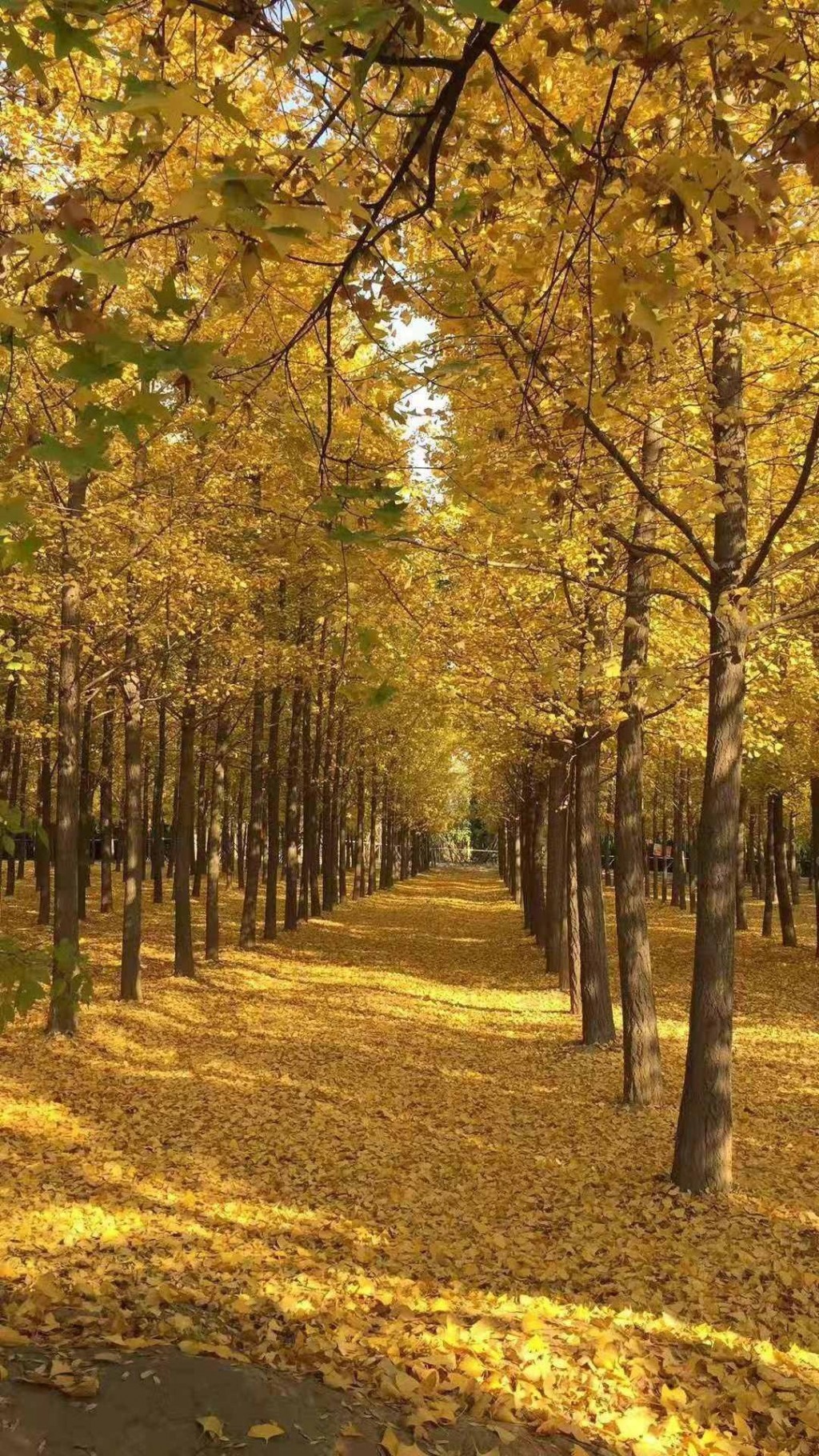 泛黄的秋叶铺成的街道