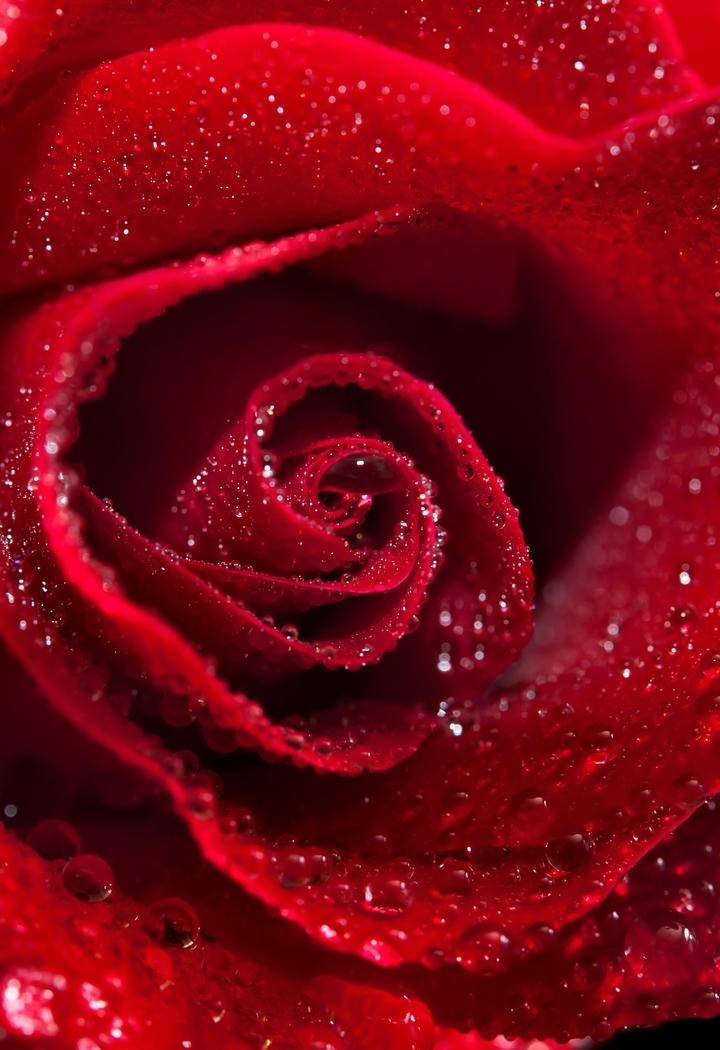 湿漉漉的玫瑰花花瓣高清特写图片