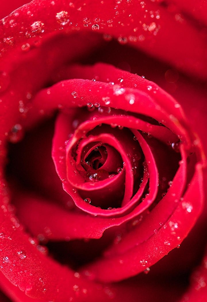 花瓣层层叠叠的玫瑰花图片