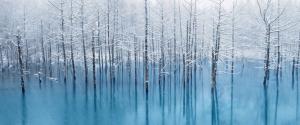 冬天树林风景壁纸