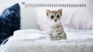 2020年6月奶萌灵气的猫咪日历壁纸