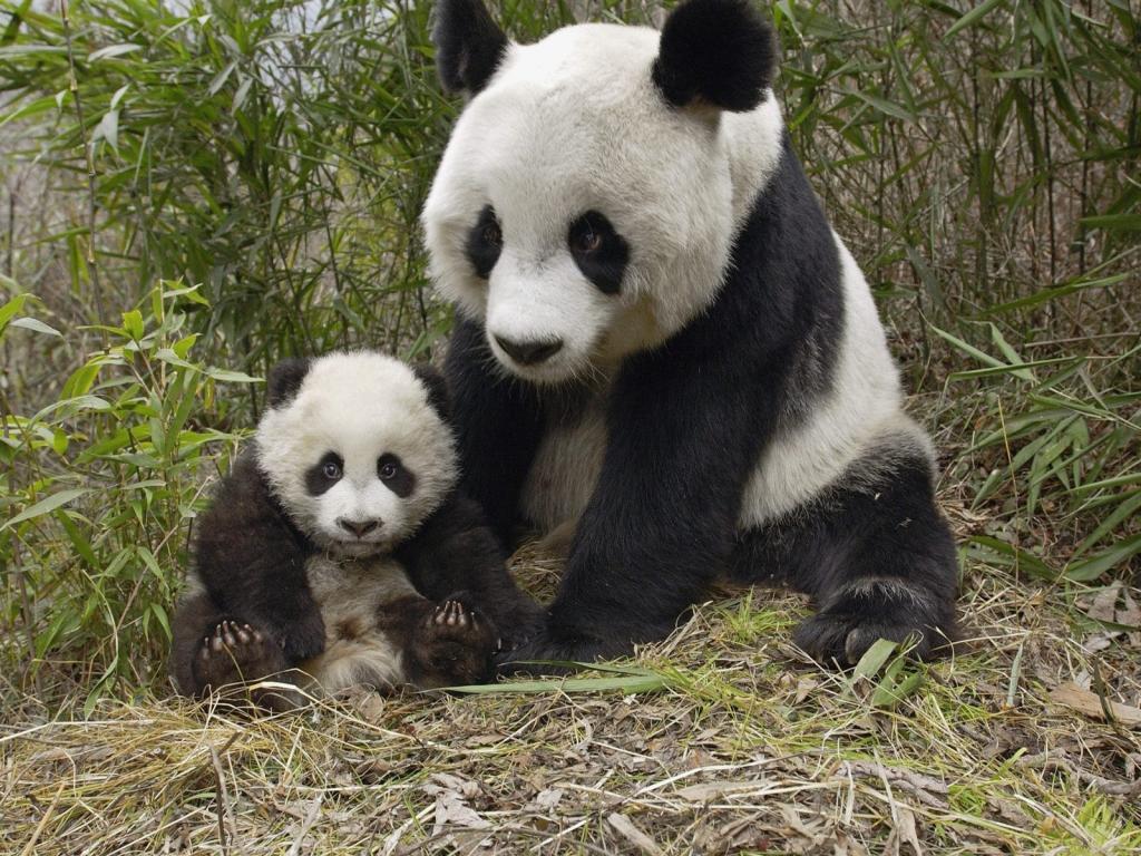 熊猫妈妈和熊猫宝宝温馨图片