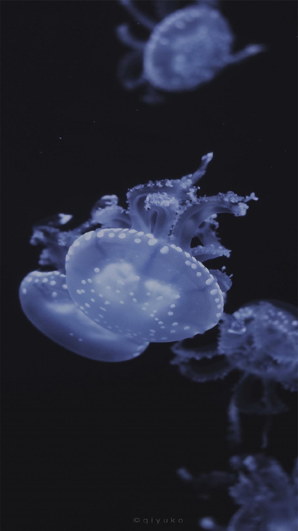 神奇海洋生物水母高清手机壁纸