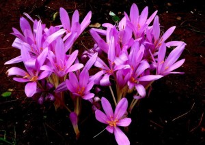 紫色秋水仙图片