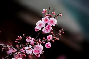粉色梅花树枝图片