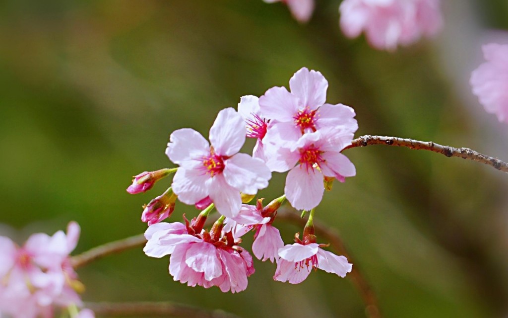 春天的清新樱花摄影图