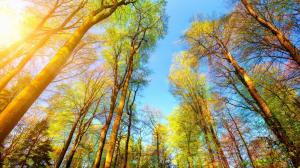 秋天阳光下彩色的森林树木风景图片