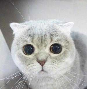 萌系可爱大眼睛小猫咪无辜委屈表情写真