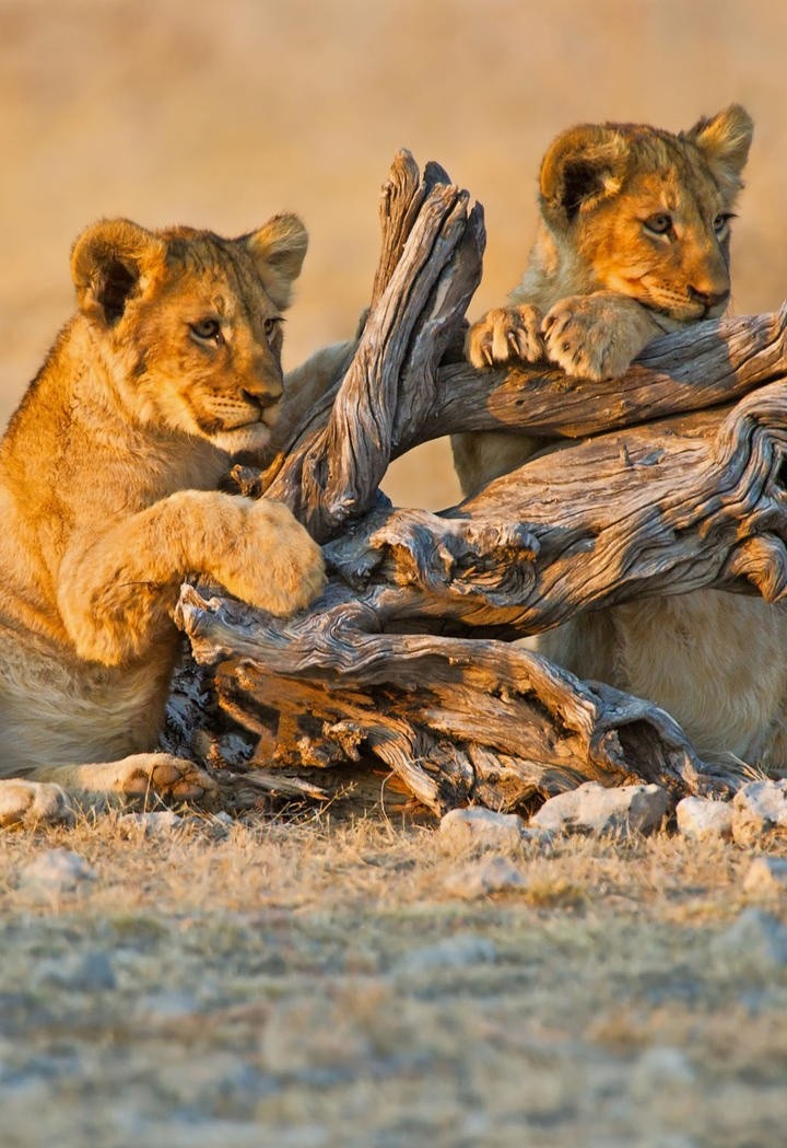 唯美野生动物狮子图片