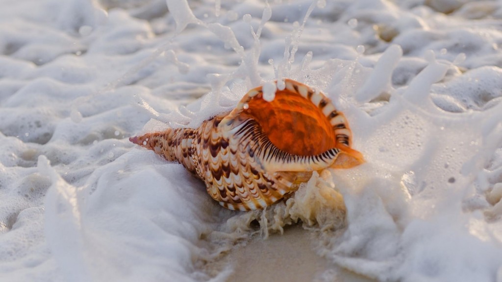 优美的沙滩上贝壳与海螺风景图片