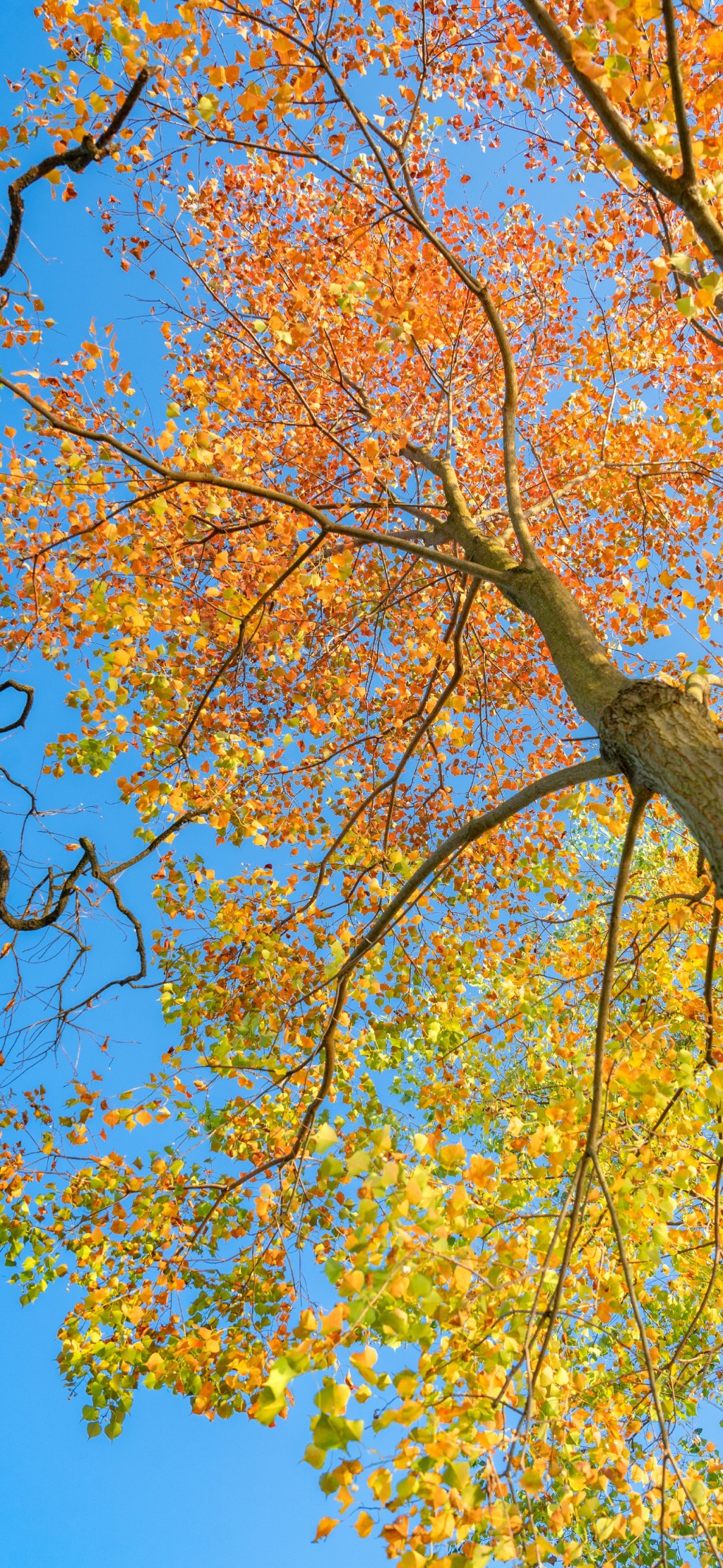 秋天树叶风景手机壁纸