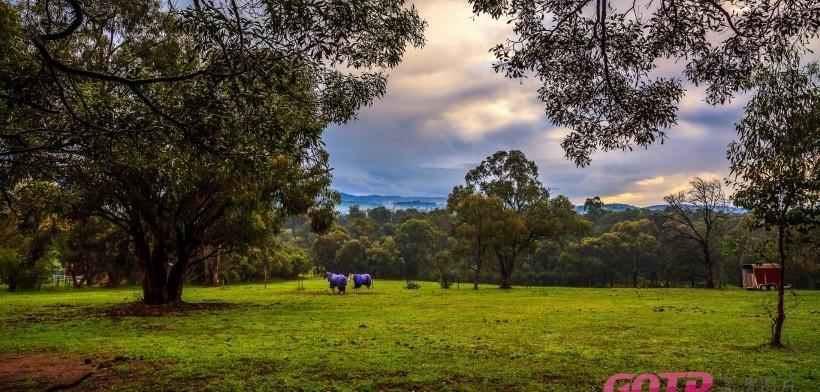 澳大利亚墨尔本郊外农场风景写真图片