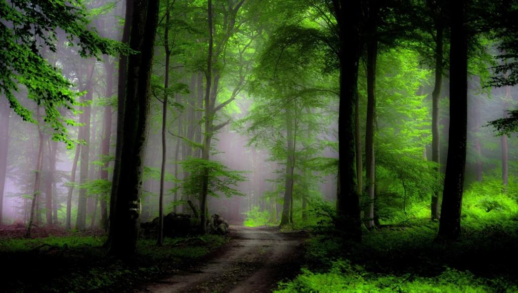森林里的自然绿色风景壁纸