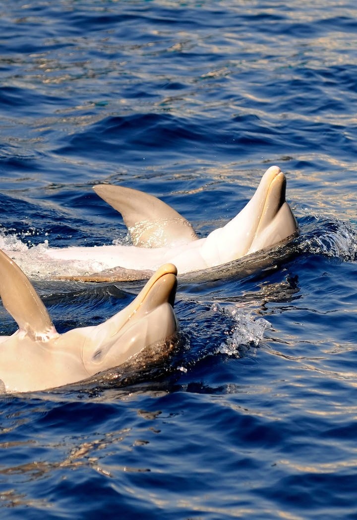 高清海豚动物图片