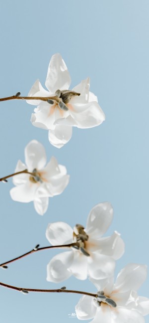白色玉兰花纯结美丽鲜花手机壁纸