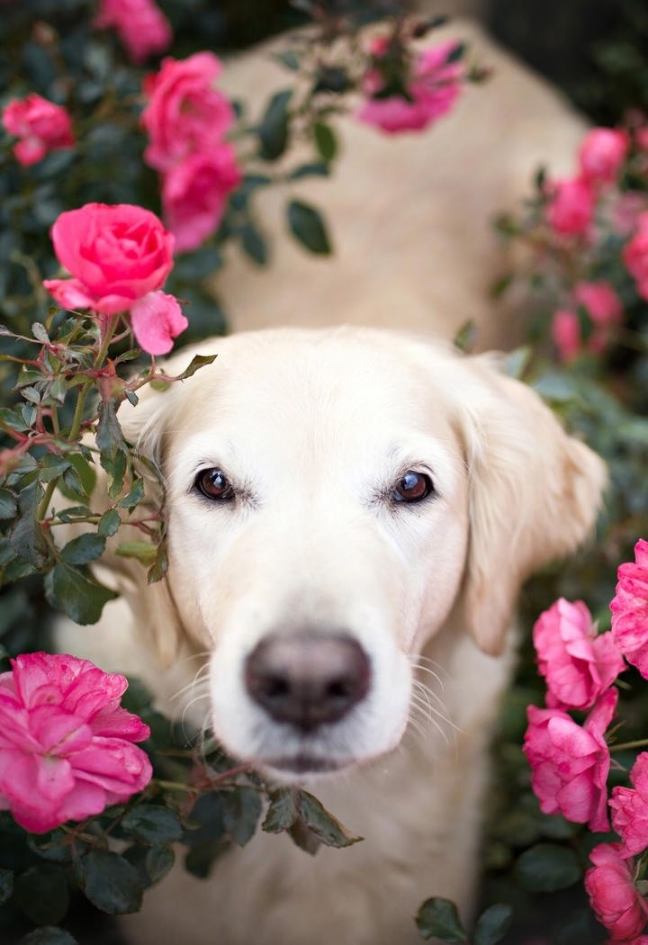 花丛中的可爱金毛犬图片