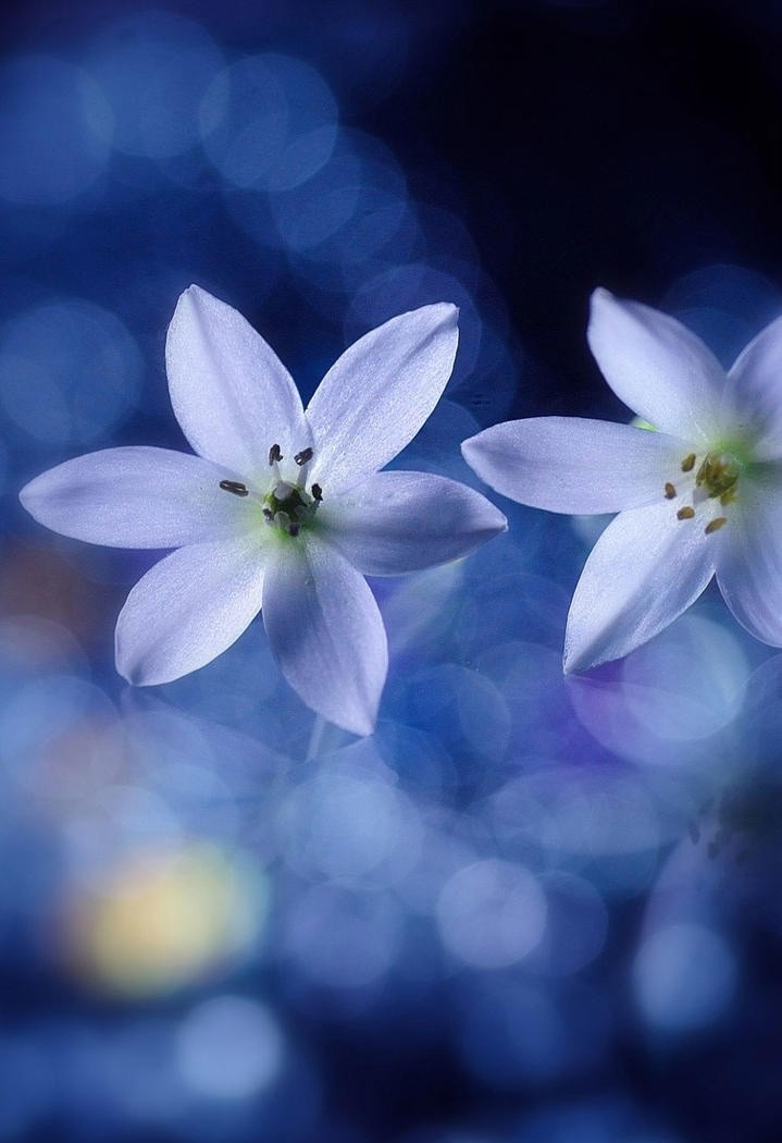 唯美蓝色花瓣鲜花图片