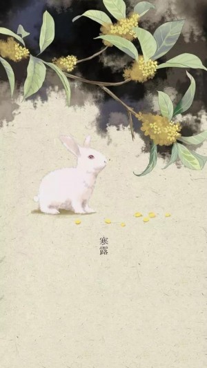 寒露之桂花树下的小白兔