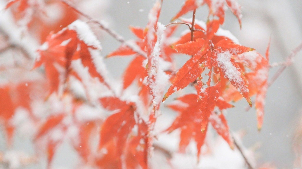冬季养眼迷人的雪中枫叶