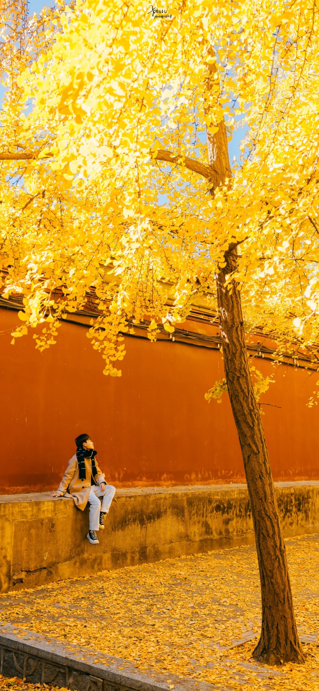 深秋银杏树黄色风景手机壁纸