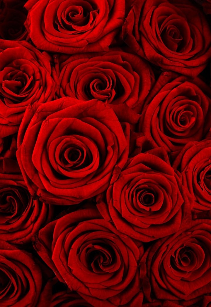 引人注目的红玫瑰花图片