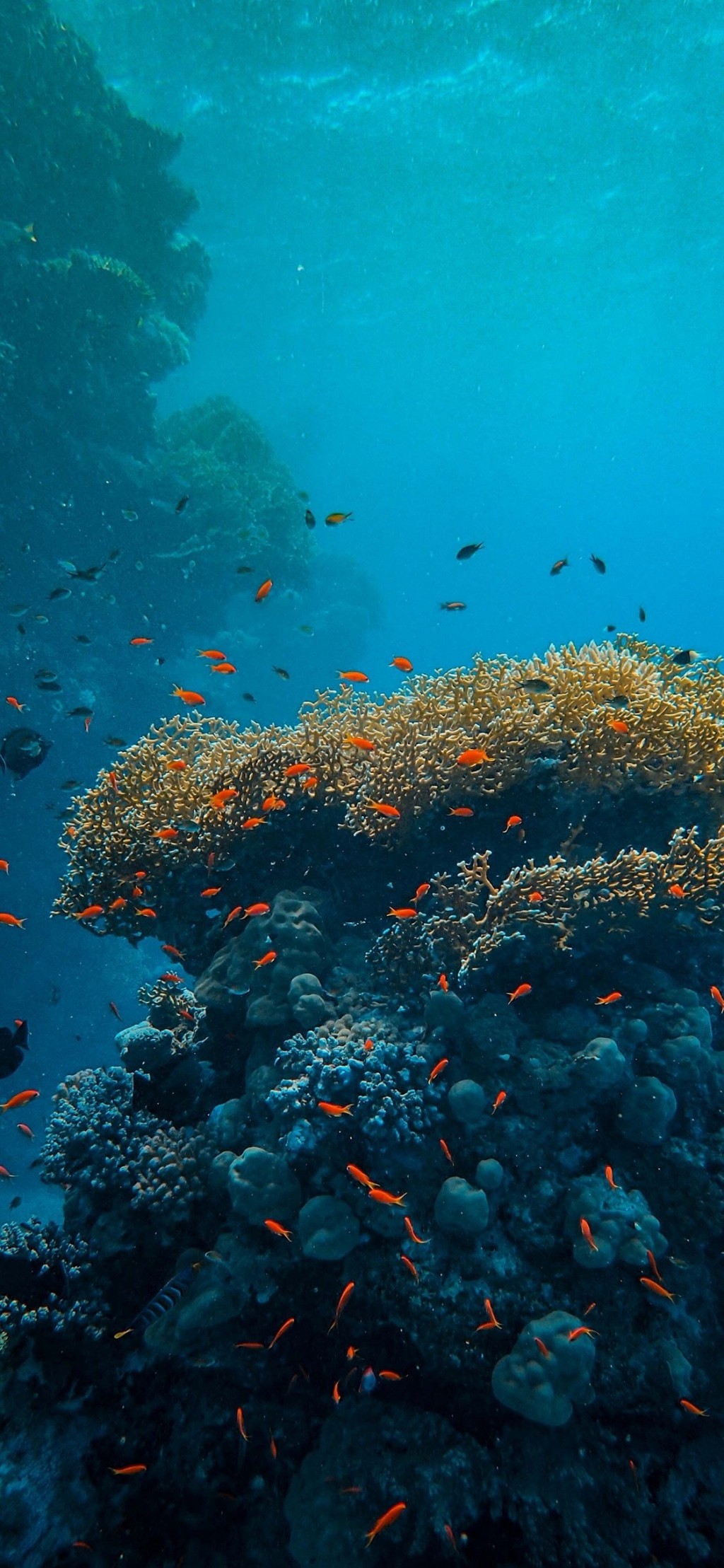 海底世界清新风景手机壁纸
