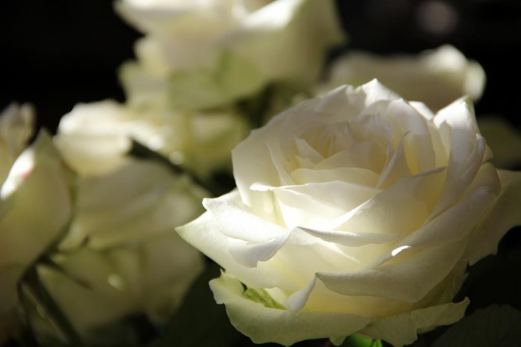 白色鲜艳的玫瑰花图片