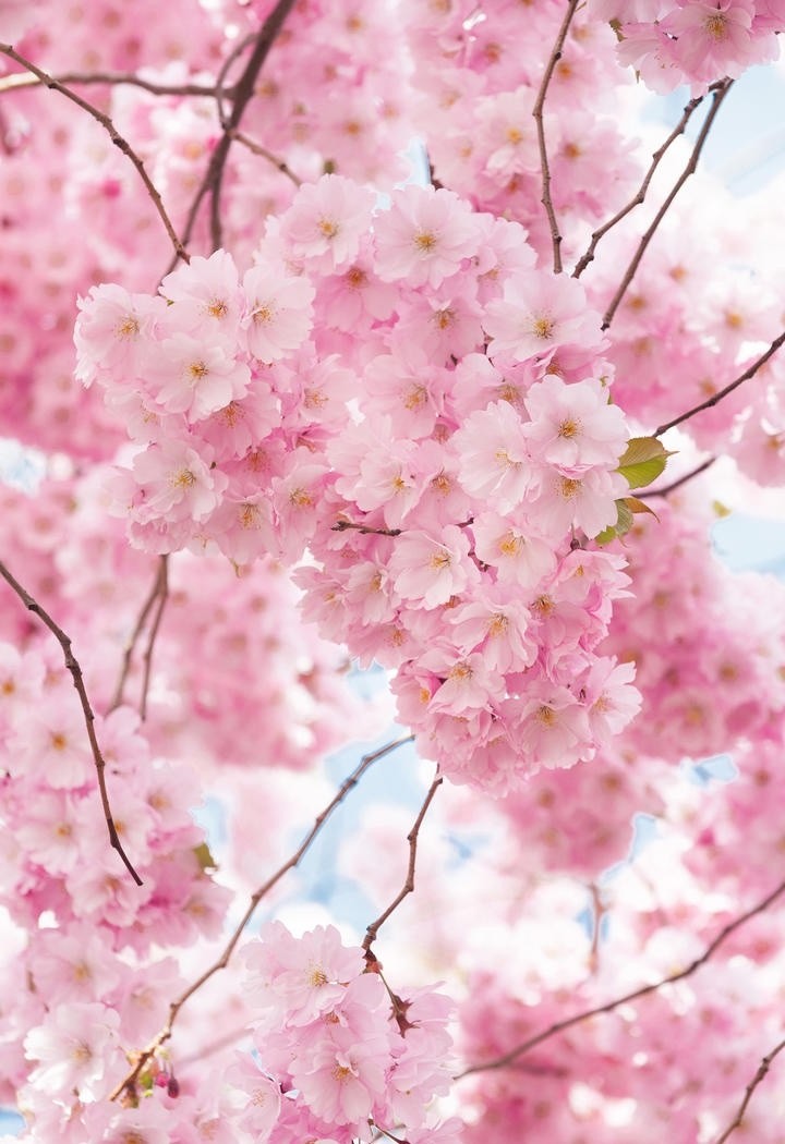 高清唯美樱花摄影图片