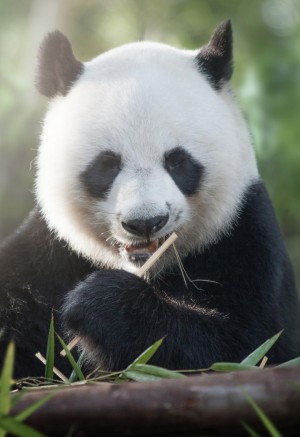 嘴里塞满竹叶的可爱大熊猫图片