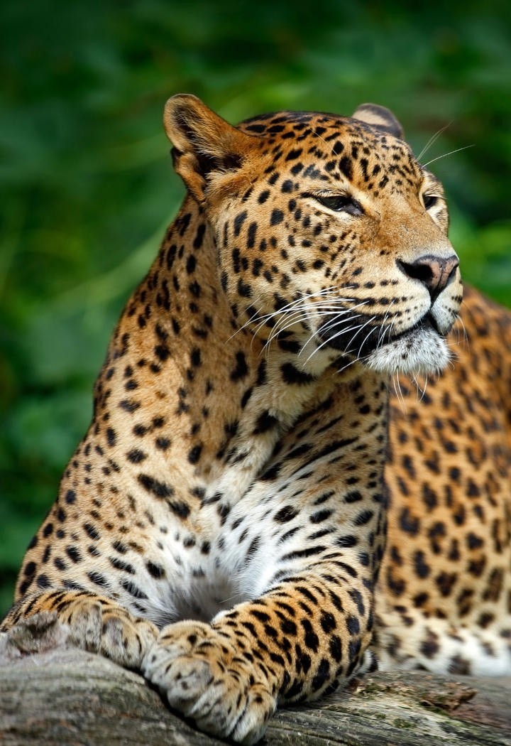 超可爱小豹子动物图片