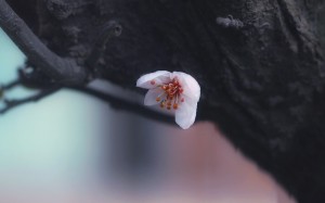 春日小清新花卉植物壁纸图片