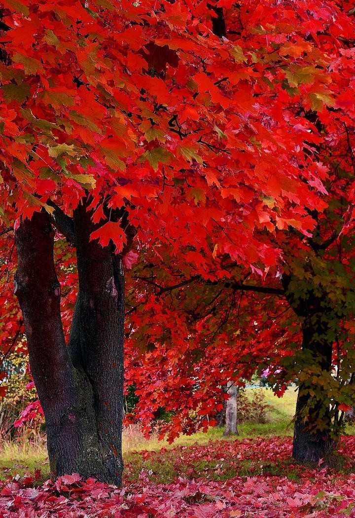 唯美红色枫叶林风景图片