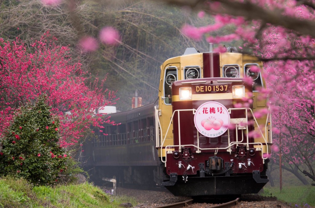 日本桐生市火车与樱花唯美风景图片