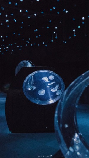 神奇海洋生物水母高清手机壁纸