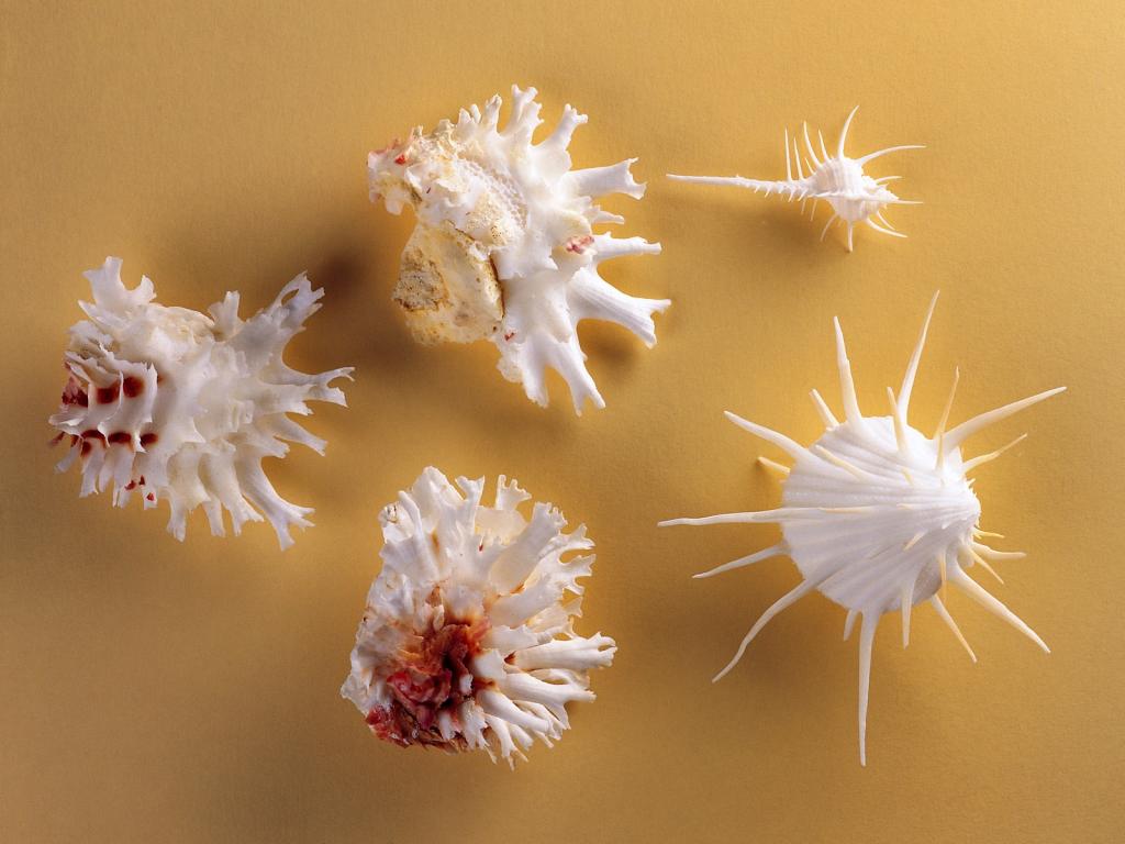 贝壳海螺唯美桌面壁纸