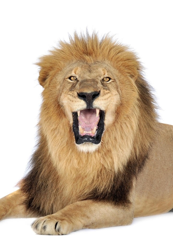 张开嘴巴的狮子图片