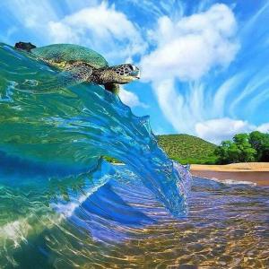 海龟踏浪而来