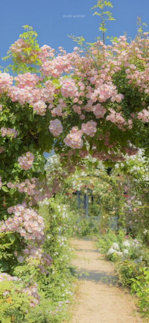 清新唯美蔷薇花园手机壁纸