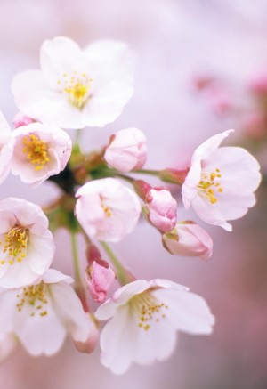 高清唯美樱花图片