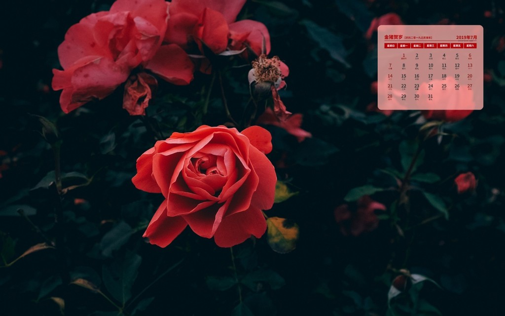 2019年7月怡人的花朵日历壁纸图片