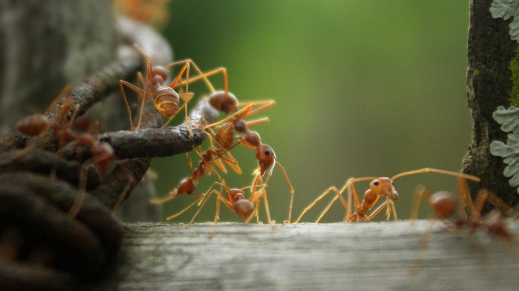 勤劳高清的蚂蚁图片