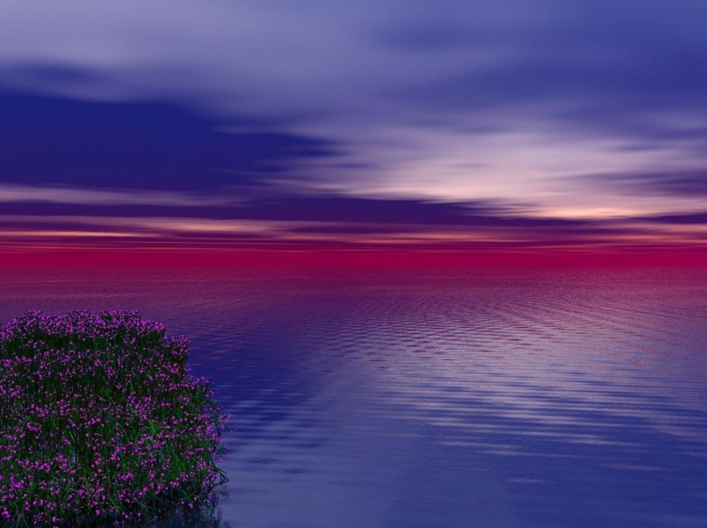 日落 海洋 水 花 风景图片