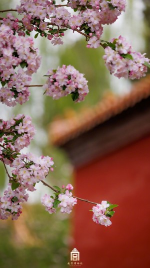 在海棠花海中爱上紫禁城的盛大春天